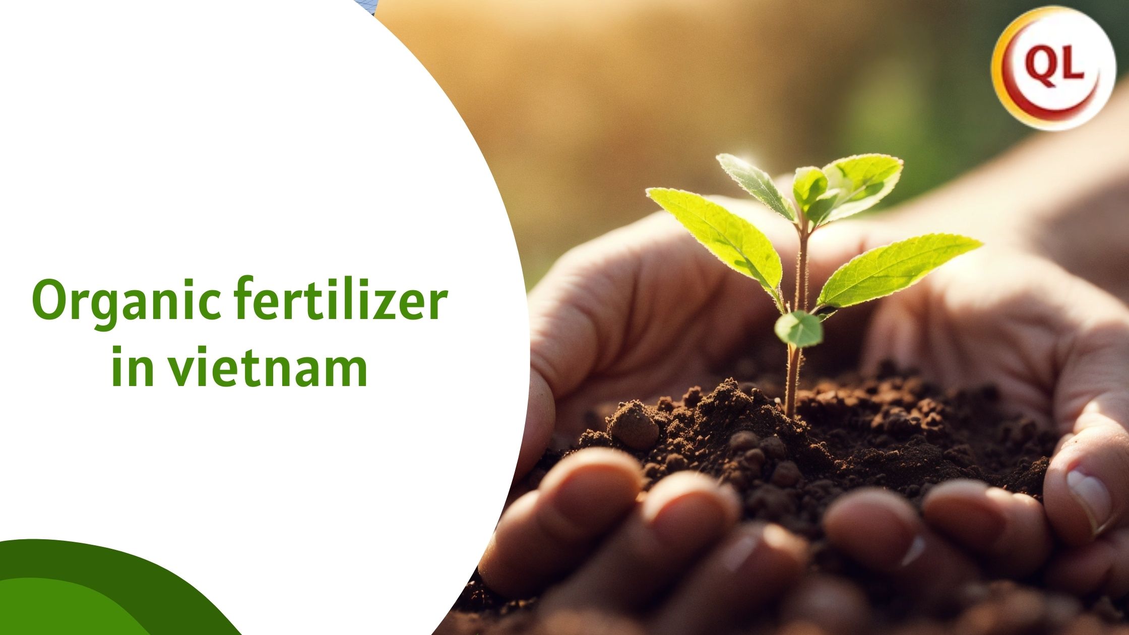 How Organic Fertilizer in Vietnam Helps Reduce Chemical Dependency